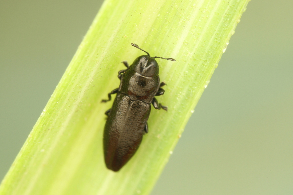 Aphanisticus pusillus
