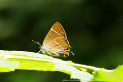 Satyrium w-album
