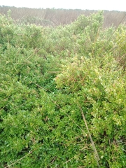 Buxus sempervirens