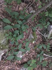 Convallaria pseudomajalis