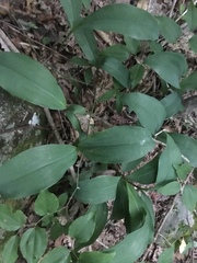 Convallaria pseudomajalis