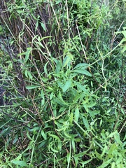 Angiospermae