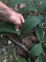 Convallaria pseudomajalis