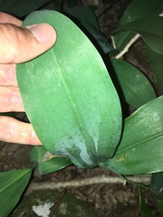 Convallaria pseudomajalis