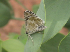 Lepidoptera