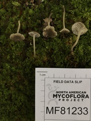 Hydropus praedecurrens