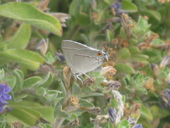 Strymon melinus