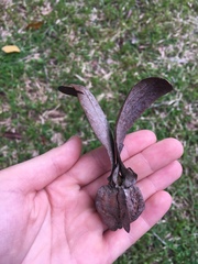 Dipterocarpus alatus