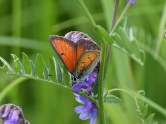 Lycaena hippothoe
