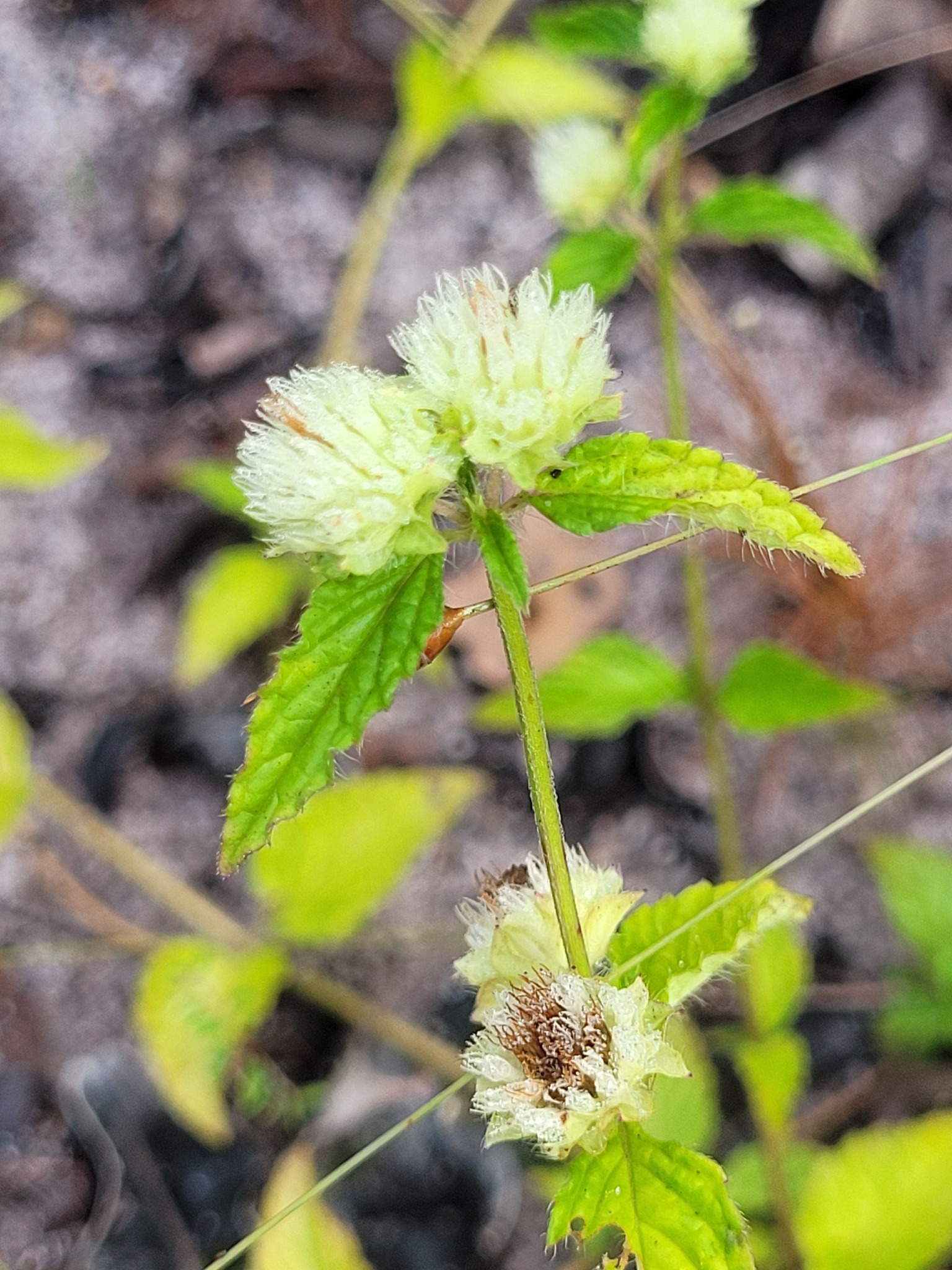 Hyptis atrorubens