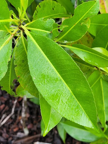 Euceraea nitida