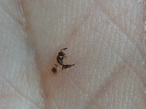 Cerocephalidae