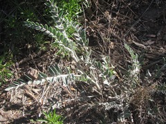 Astragalus giganteus