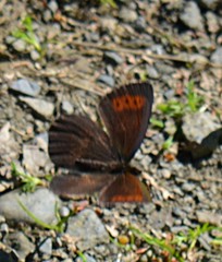 Erebia mancinus