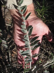 Astragalus giganteus