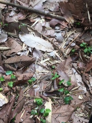 Dipterocarpus alatus