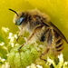 Diadasia rinconis - Photo (c) Tom Barnes,  זכויות יוצרים חלקיות (CC BY-NC), הועלה על ידי Tom Barnes