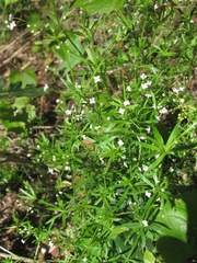 Galium mexicanum flexicum