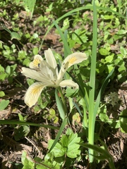 Iris chrysophylla