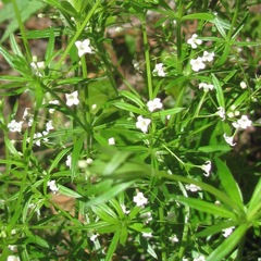 Galium mexicanum flexicum
