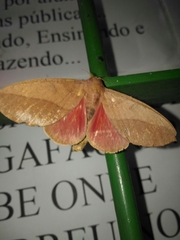 Adeloneivaia subangulata