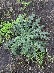 Cirsium vulgare