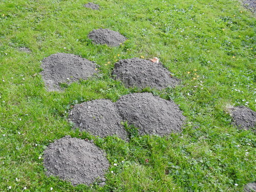 Camas Pocket Gopher