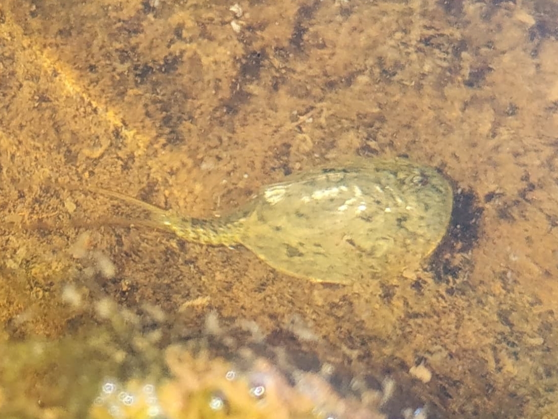 Lepidurus arcticus (Pallas, 1793)