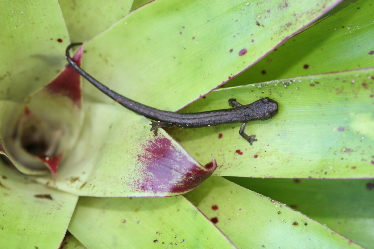 Xolocalca Bromeliad Salamander