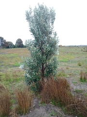 Banksia integrifolia