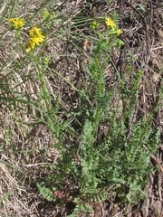 Packera millelobata