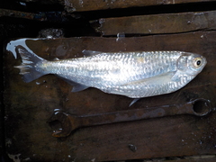 Dusky Narrow Hatchetfish photo 2