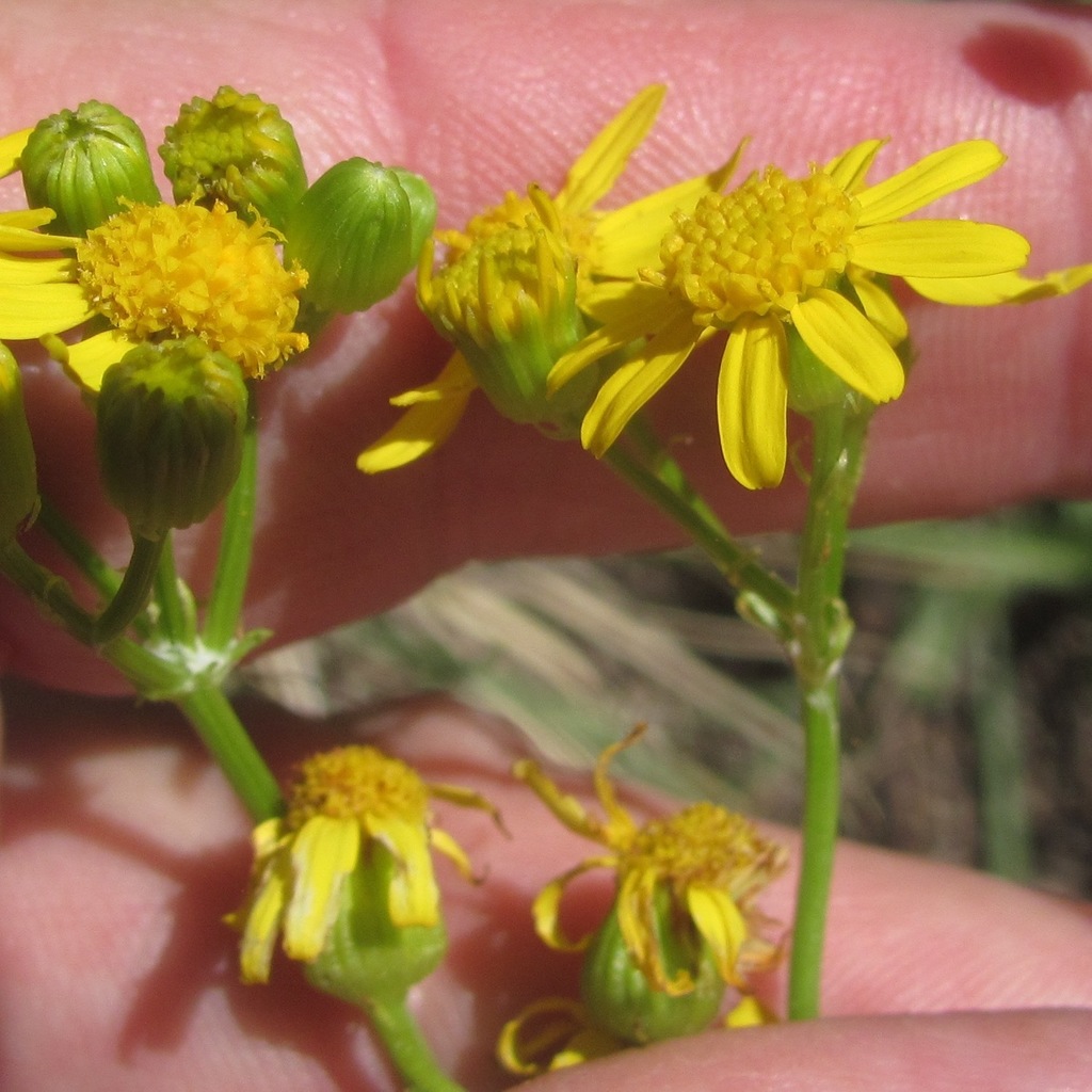 Uinta Ragwort