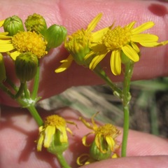 Packera millelobata