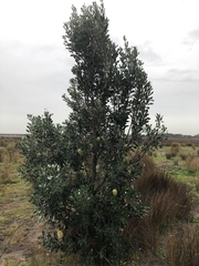 Banksia integrifolia