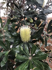 Banksia integrifolia