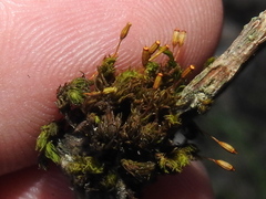 Pseudisothecium myosuroides