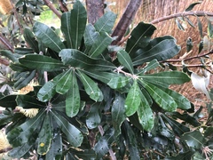 Banksia integrifolia
