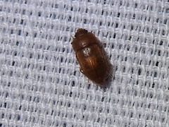 Epuraea aestiva