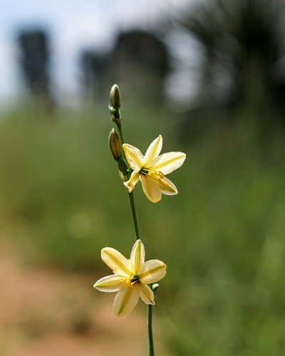 Image of Echeandia flavescens by (c) Andrew Tree, some rights reserved (CC BY)