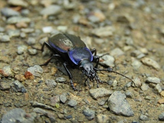 Carabus regalis