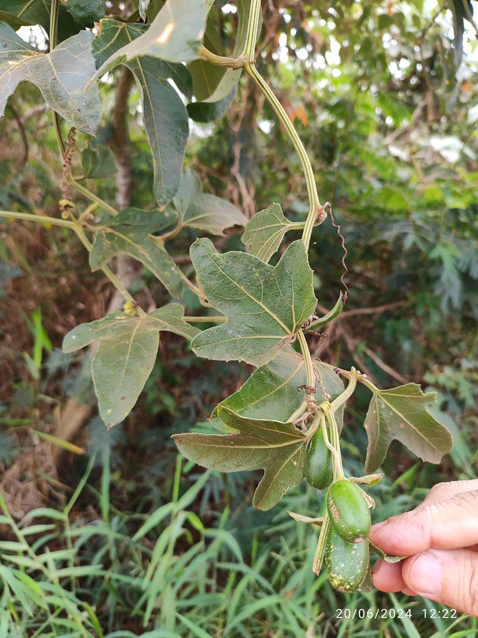 Cayaponia podantha