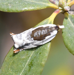 Ancylis nubeculana