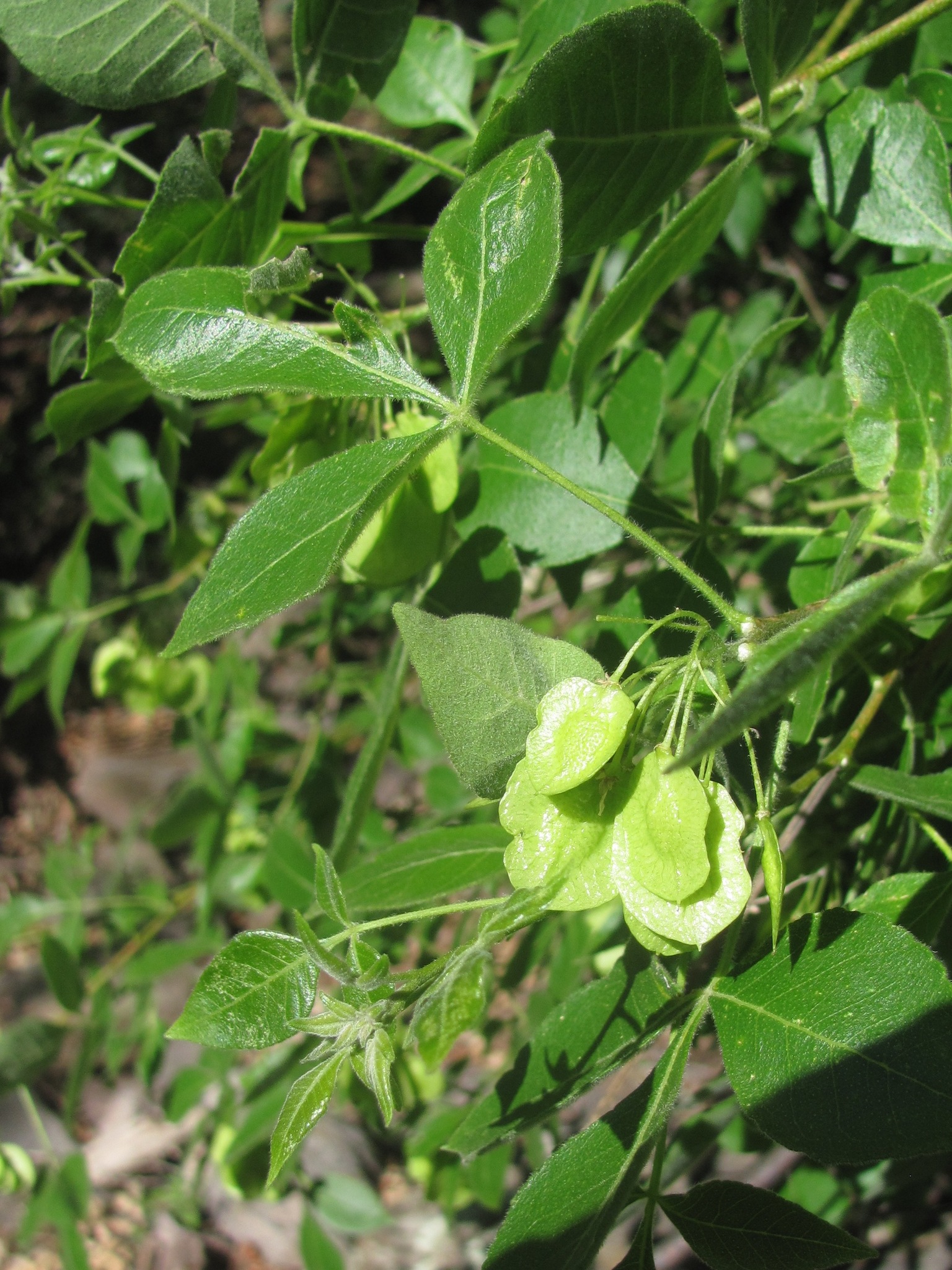 Ptelea trifoliata ssp. angustifolia
