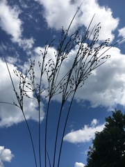 Juncus anthelatus