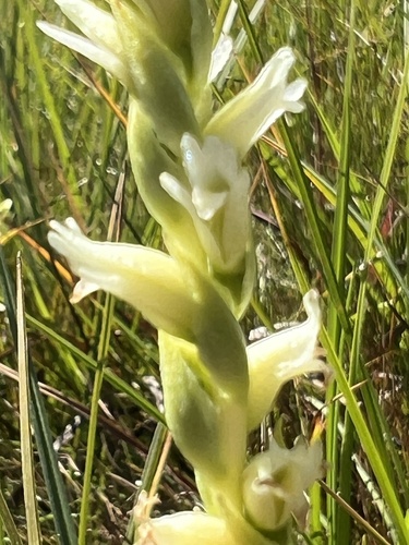 Image of Spiranthes perexilis by no rights reserved