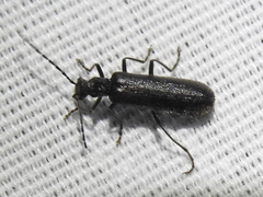 Dichelotarsus piniphilus