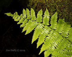 Dryopteris intermedia