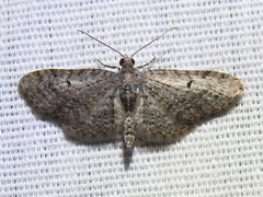 Eupithecia misturata