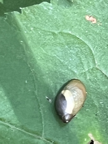 Succinea retusa, 2024-08-08